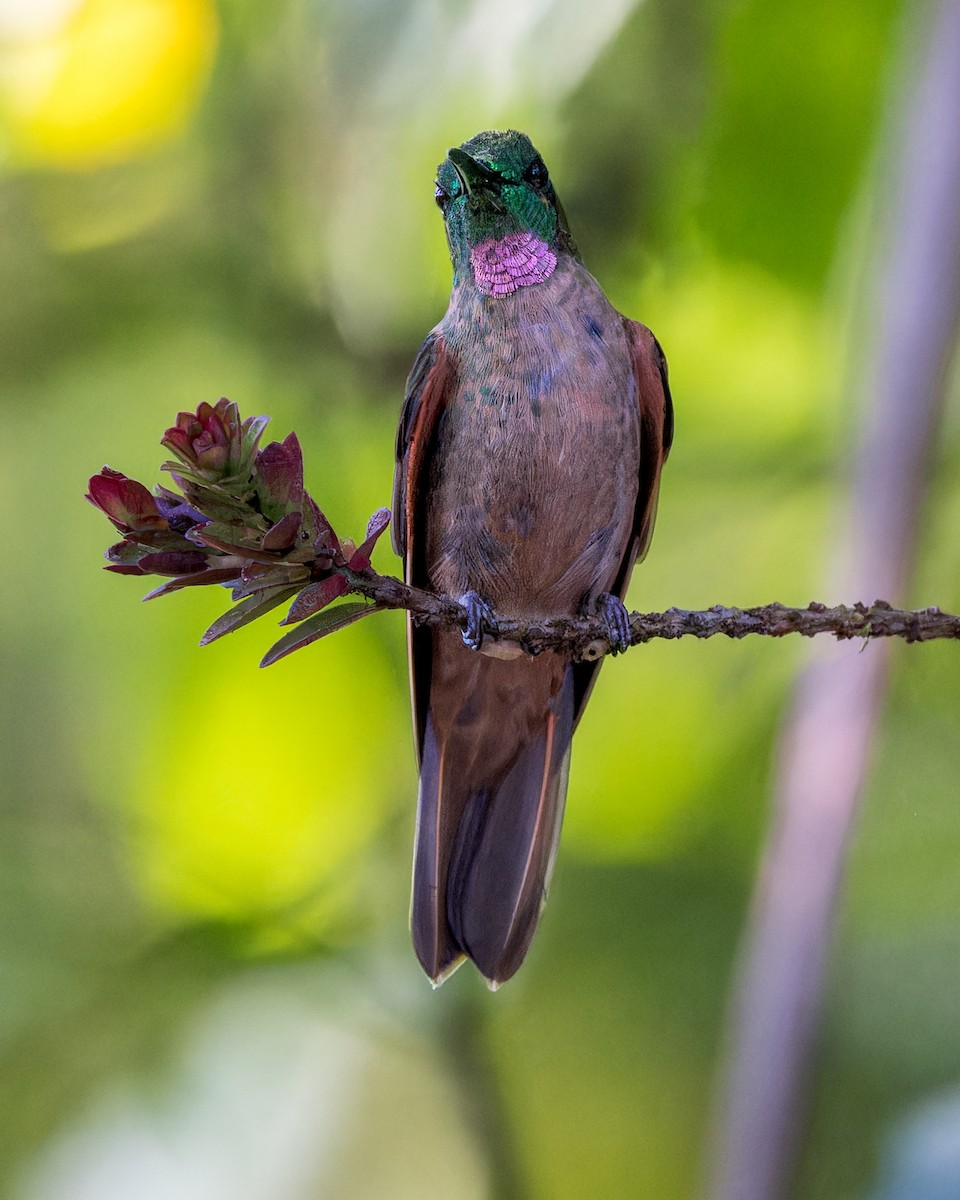 Brillante Pechigamuza - ML646543934