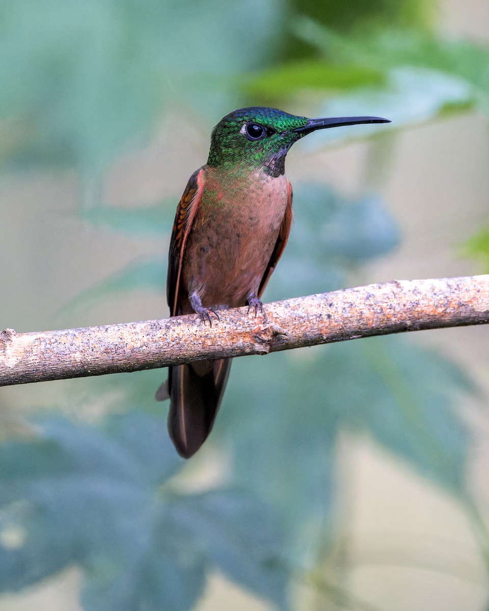 Brillante Pechigamuza - ML646543935