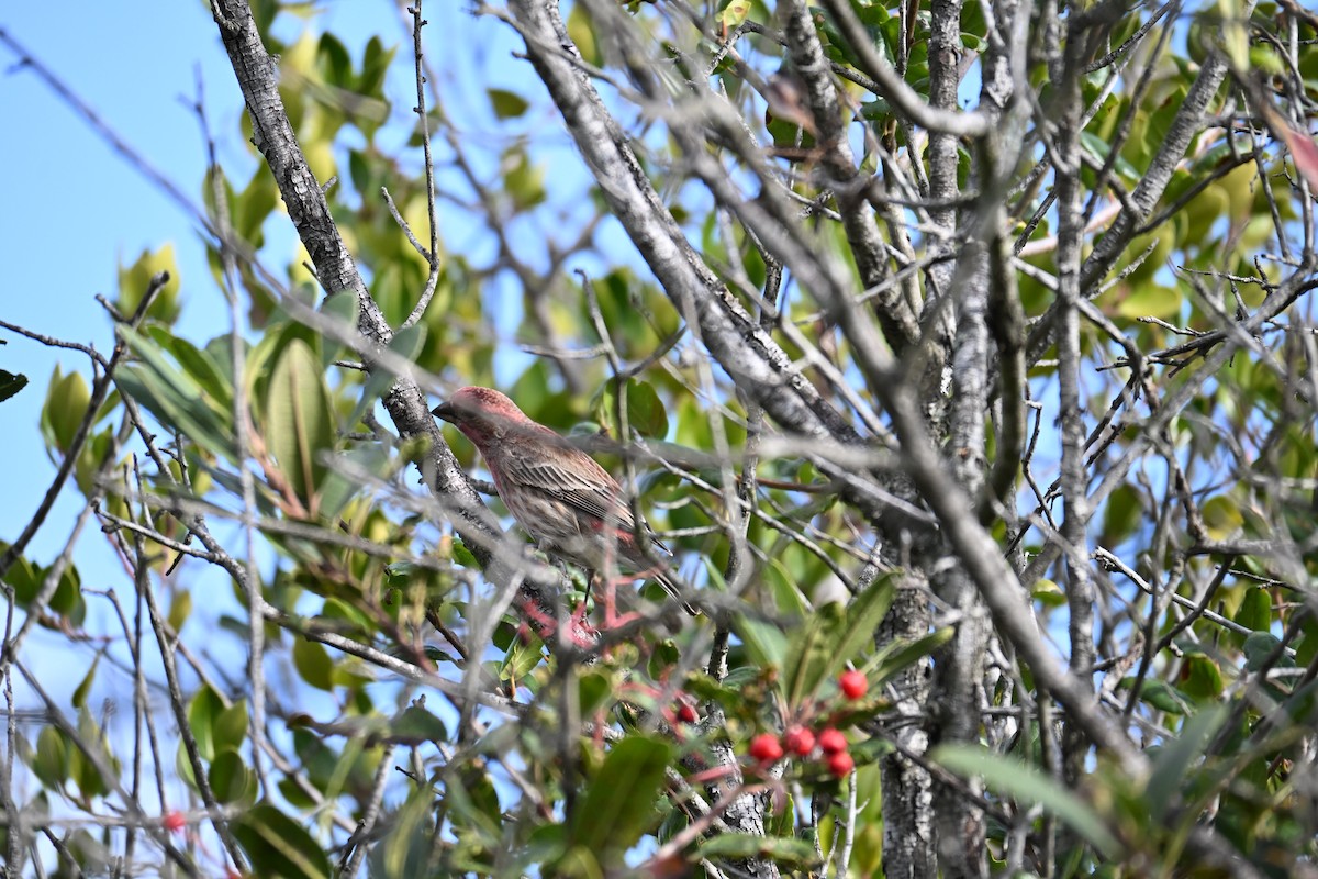 House Finch - ML646543938