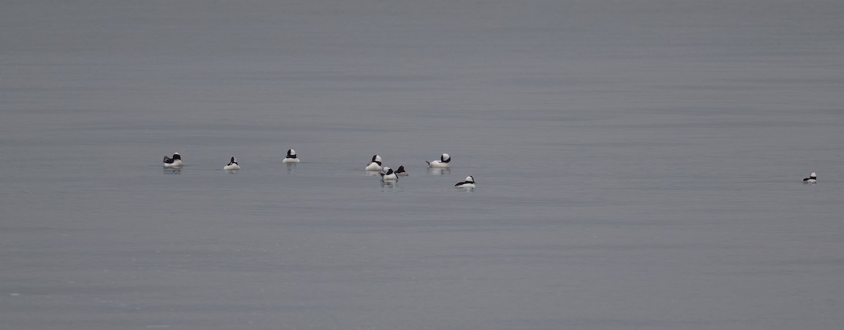 Bufflehead - ML646543939