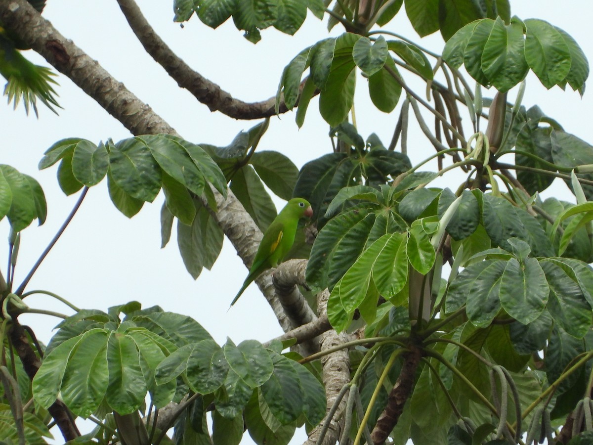 Catita Chirirí - ML646543941