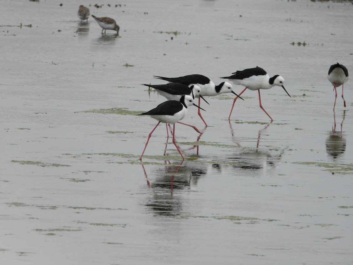 Cigüeñuela Australiana - ML646543946