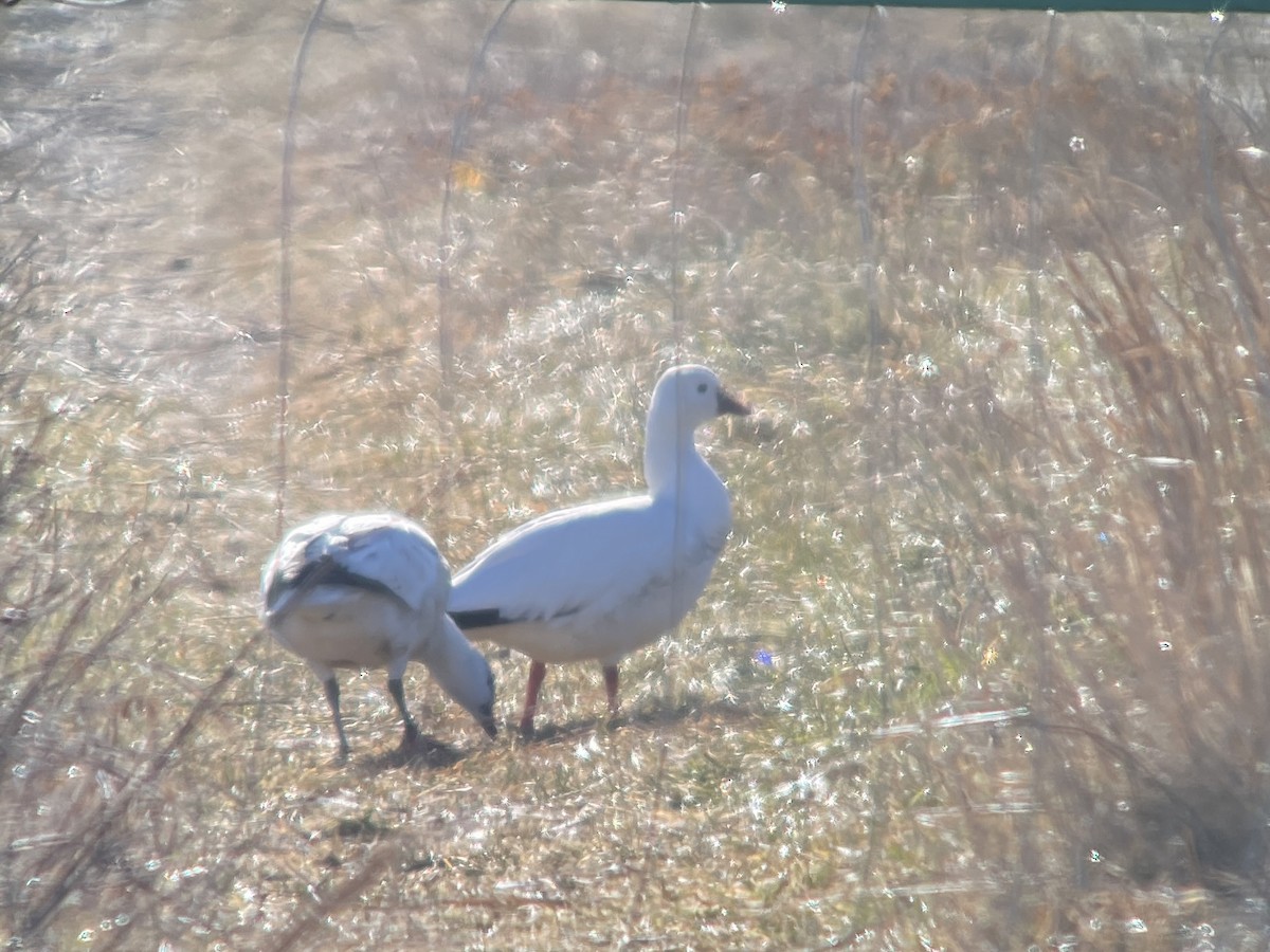 Ross's Goose - ML646543952