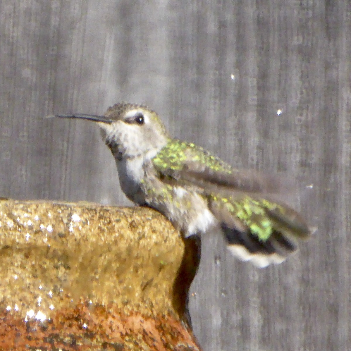 Colibrí de Anna - ML646543955