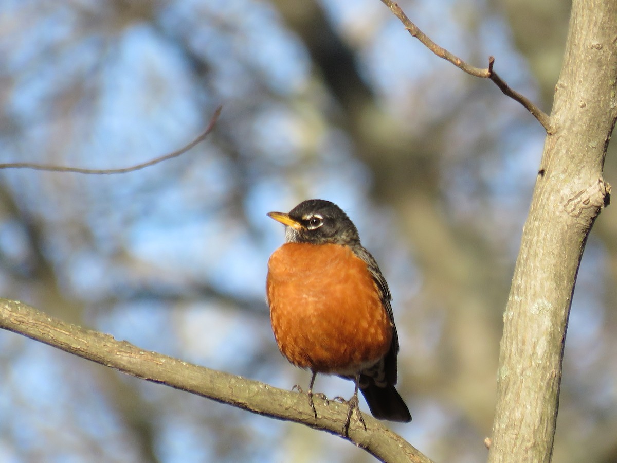 Zorzal Americano - ML646543956