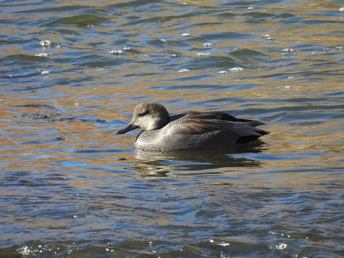 Ánade Friso - ML646543957