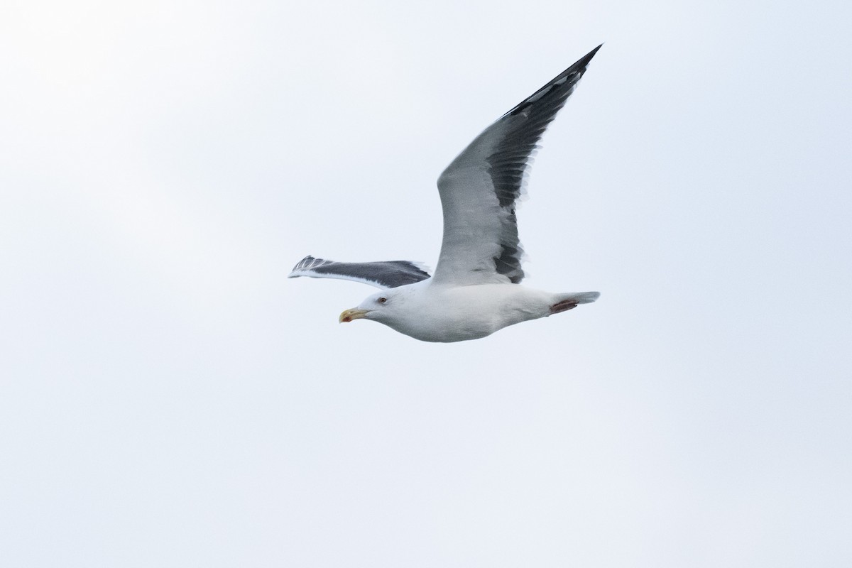 Gavión Atlántico - ML646543958