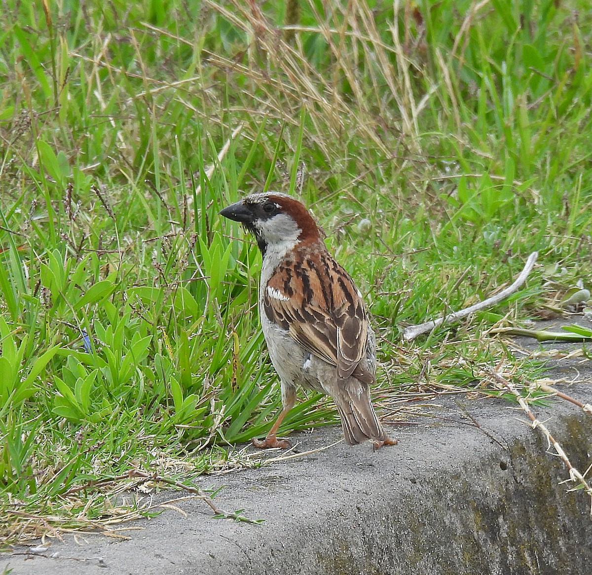 Gorrión Común - ML646543959