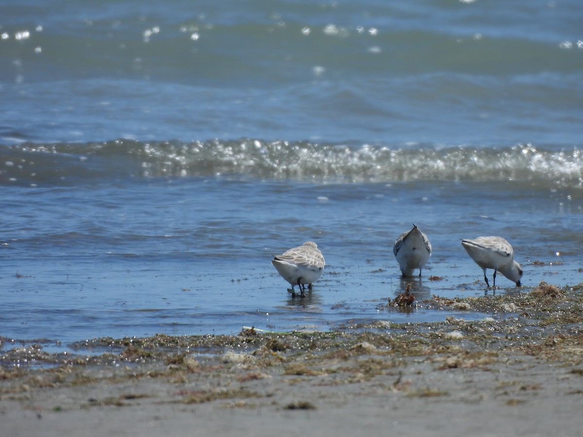 Correlimos Tridáctilo - ML646543960