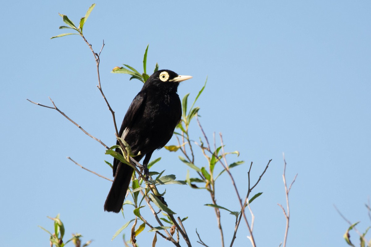 Viudita Picoplata - ML646543961