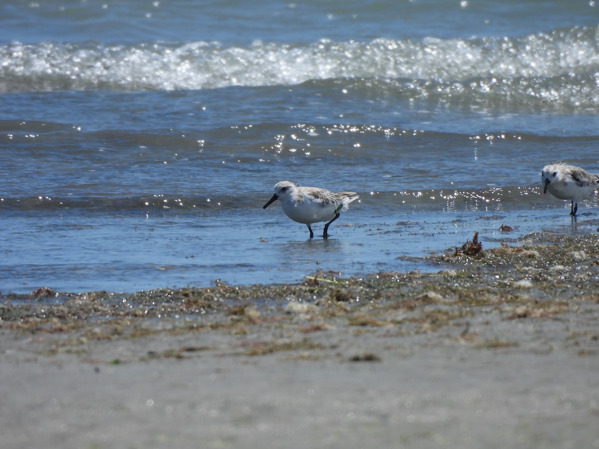 Correlimos Tridáctilo - ML646543962