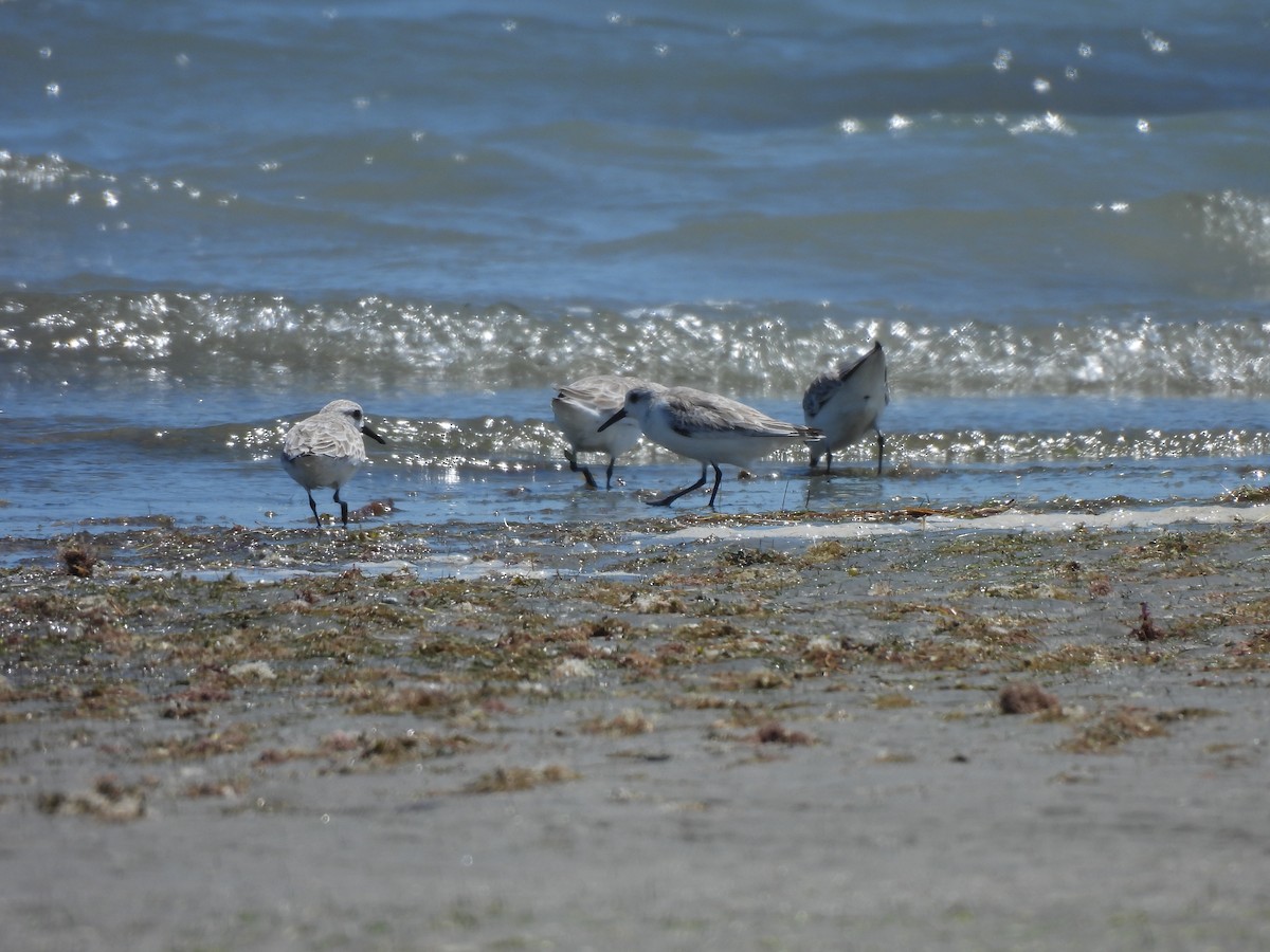 Correlimos Tridáctilo - ML646543963