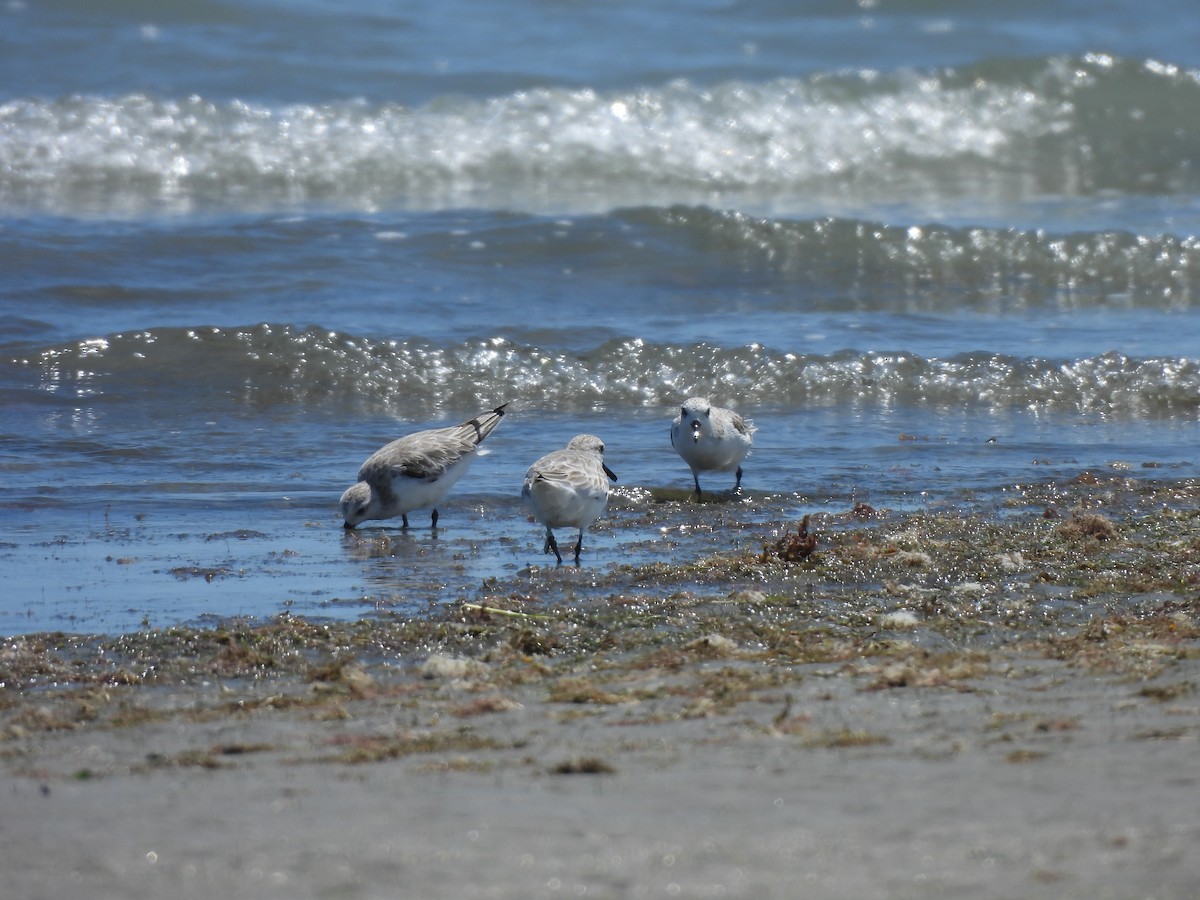 Correlimos Tridáctilo - ML646543964