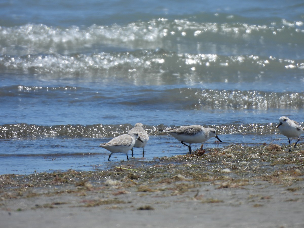 Correlimos Tridáctilo - ML646543965