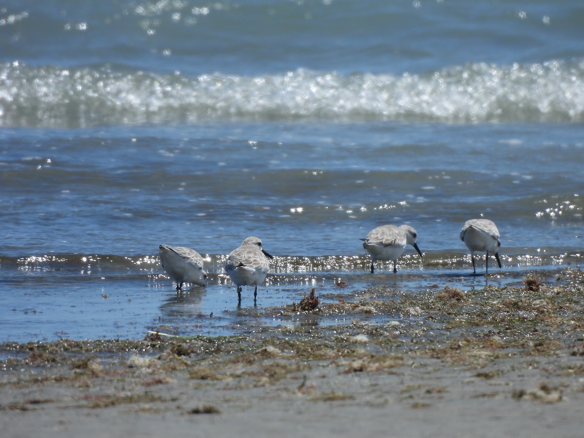 Correlimos Tridáctilo - ML646543966