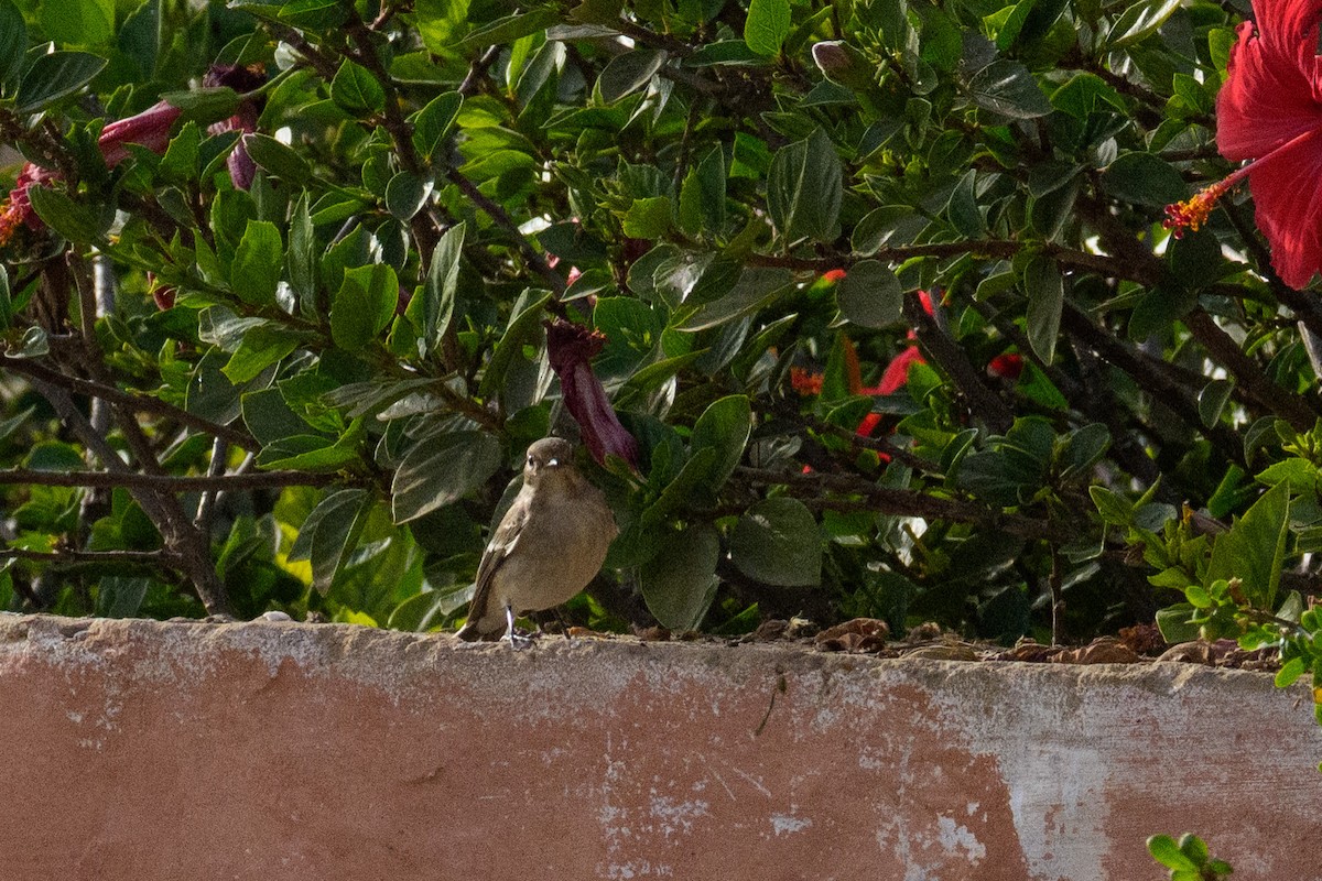 Papamoscas Cerrojillo - ML646543967