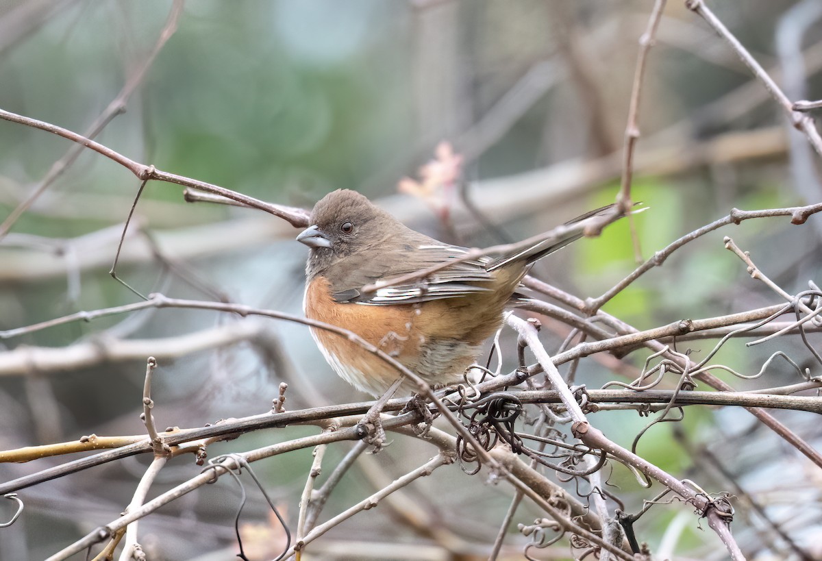 Toquí Flanquirrufo - ML646543968