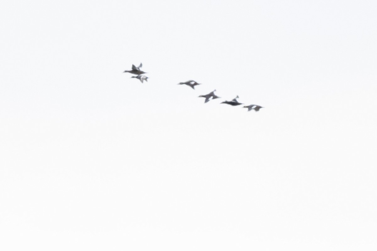 Negrón Aliblanco - ML646543969