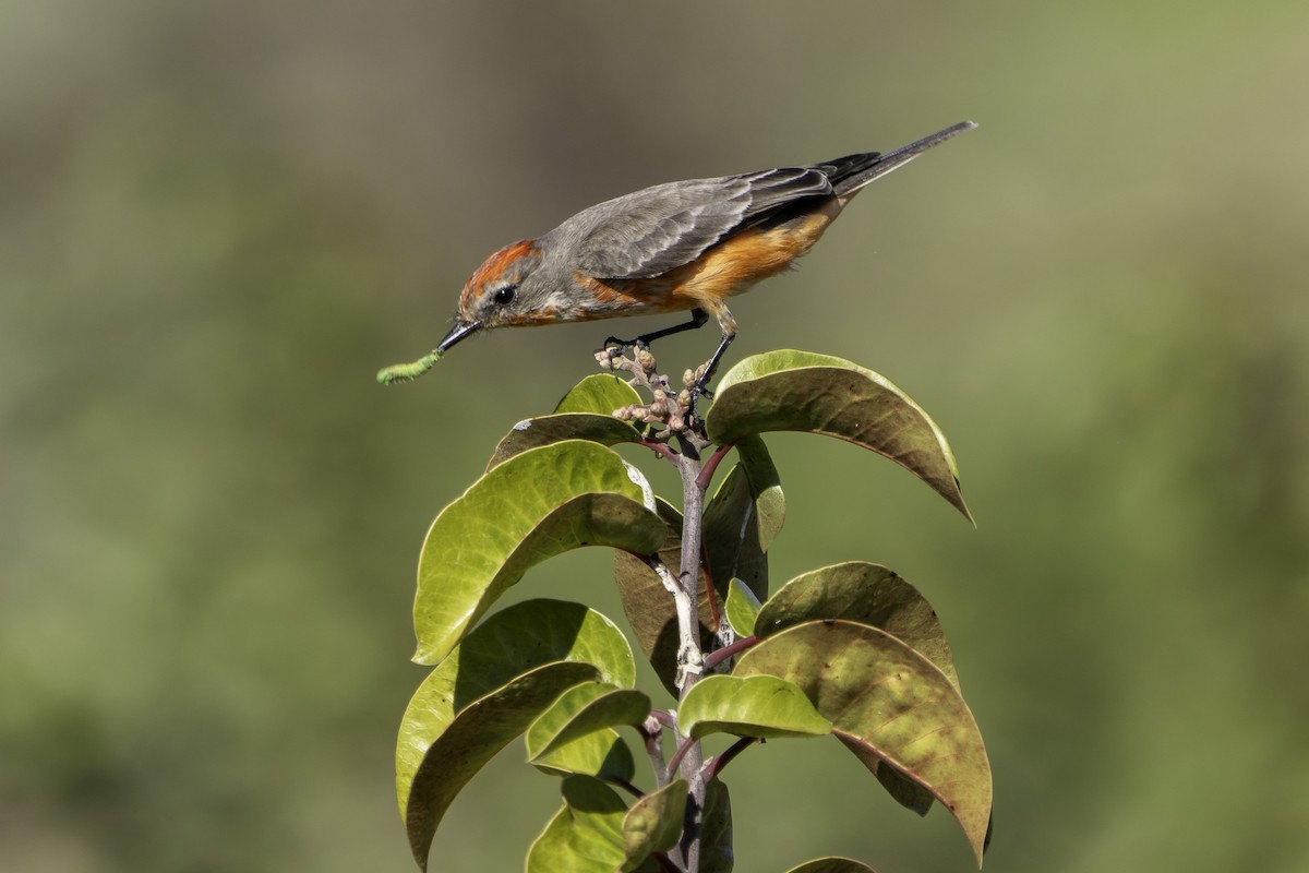 Mosquero Cardenal - ML646543970