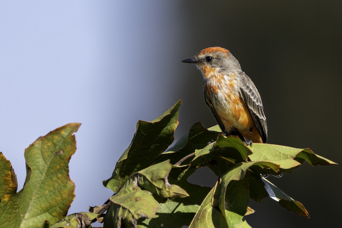 Mosquero Cardenal - ML646543971