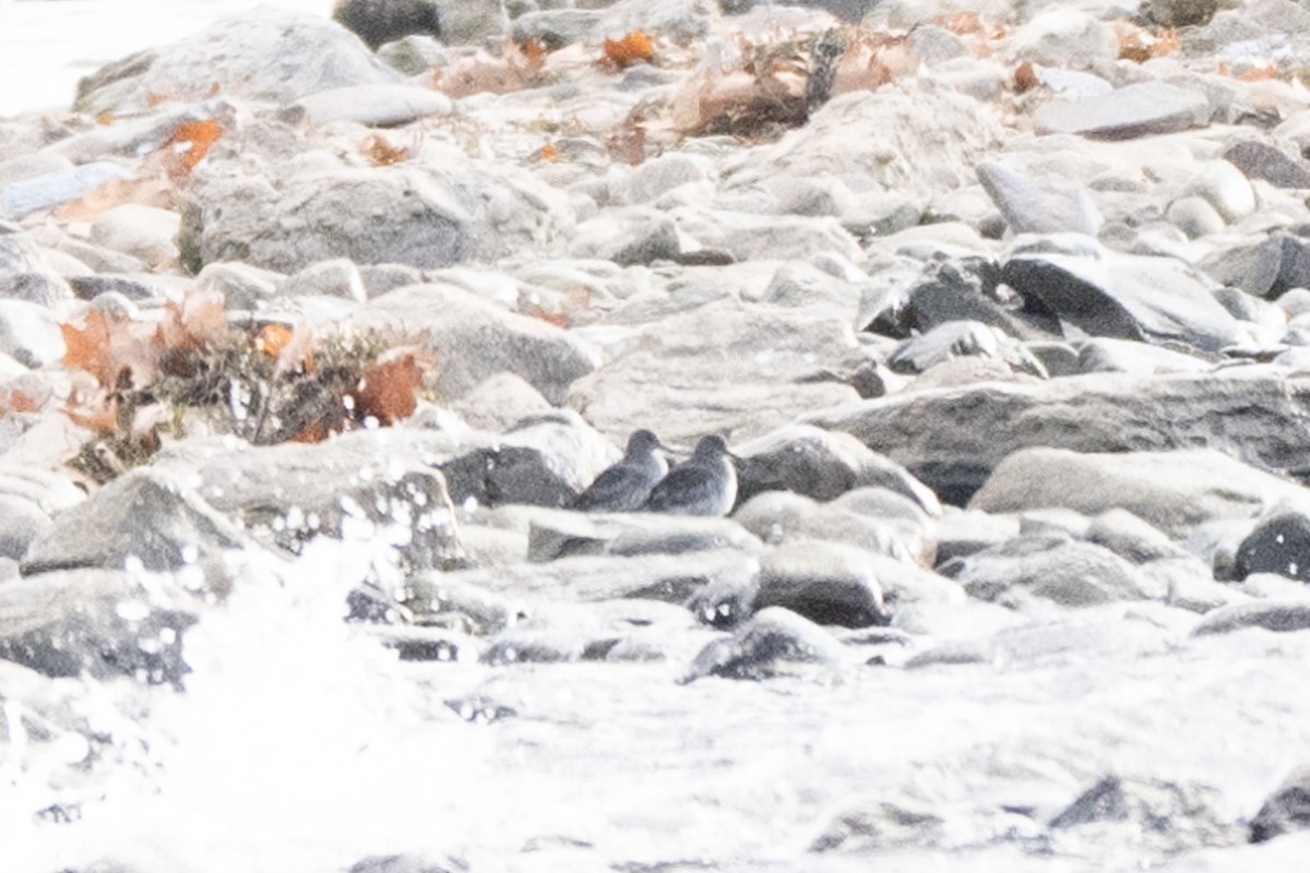 Correlimos Oscuro - ML646543975