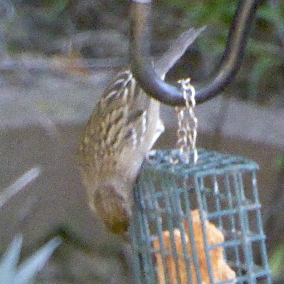 Chingolo Coronidorado - ML646543976