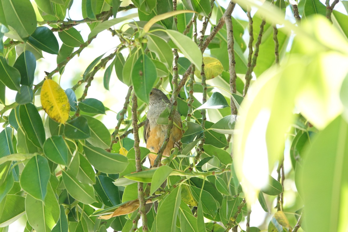 Zorzal Colorado - ML646543977