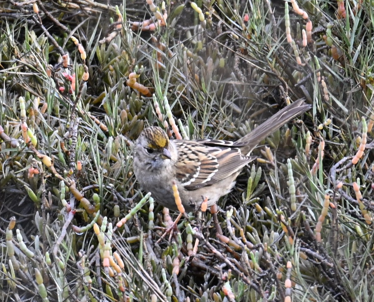 Chingolo Cantor - ML646543978