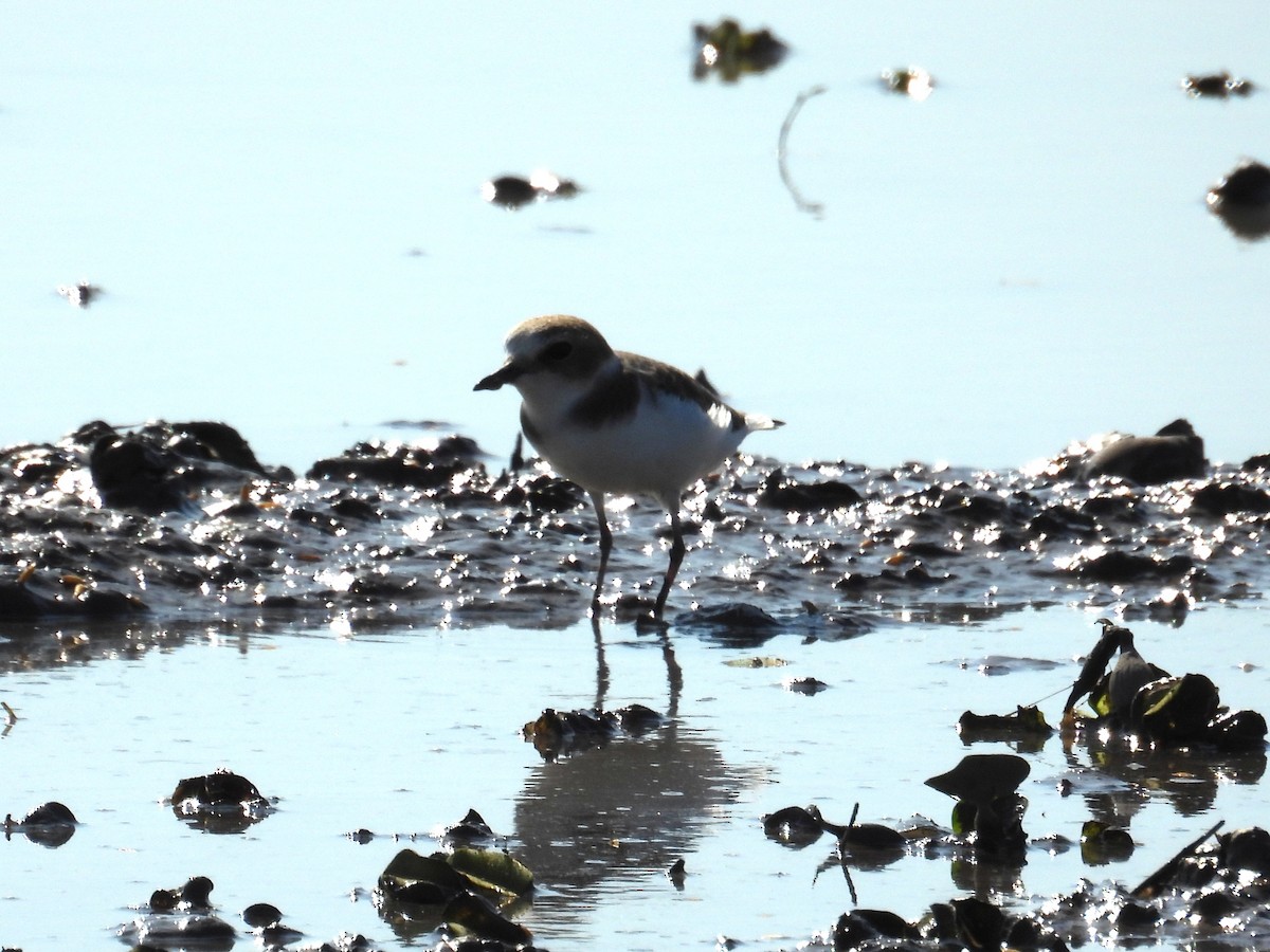 Chorlitejo Patinegro - ML646543979