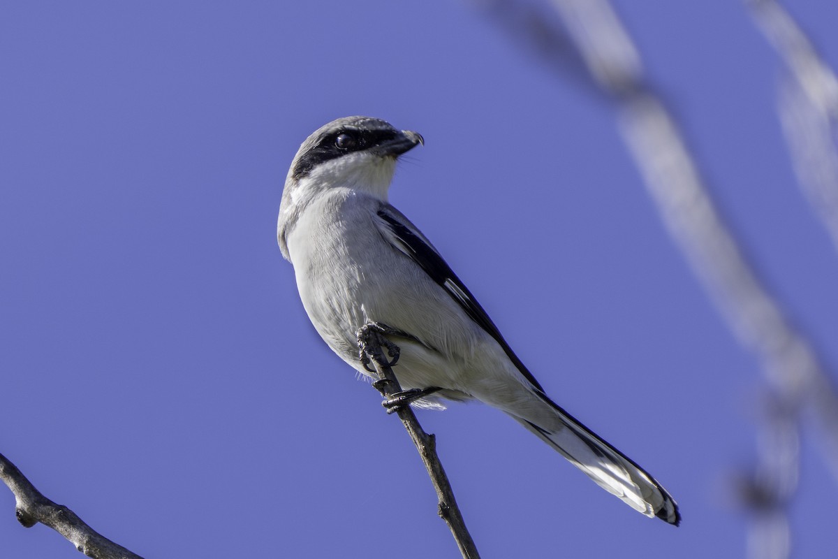 Alcaudón Americano - ML646543980