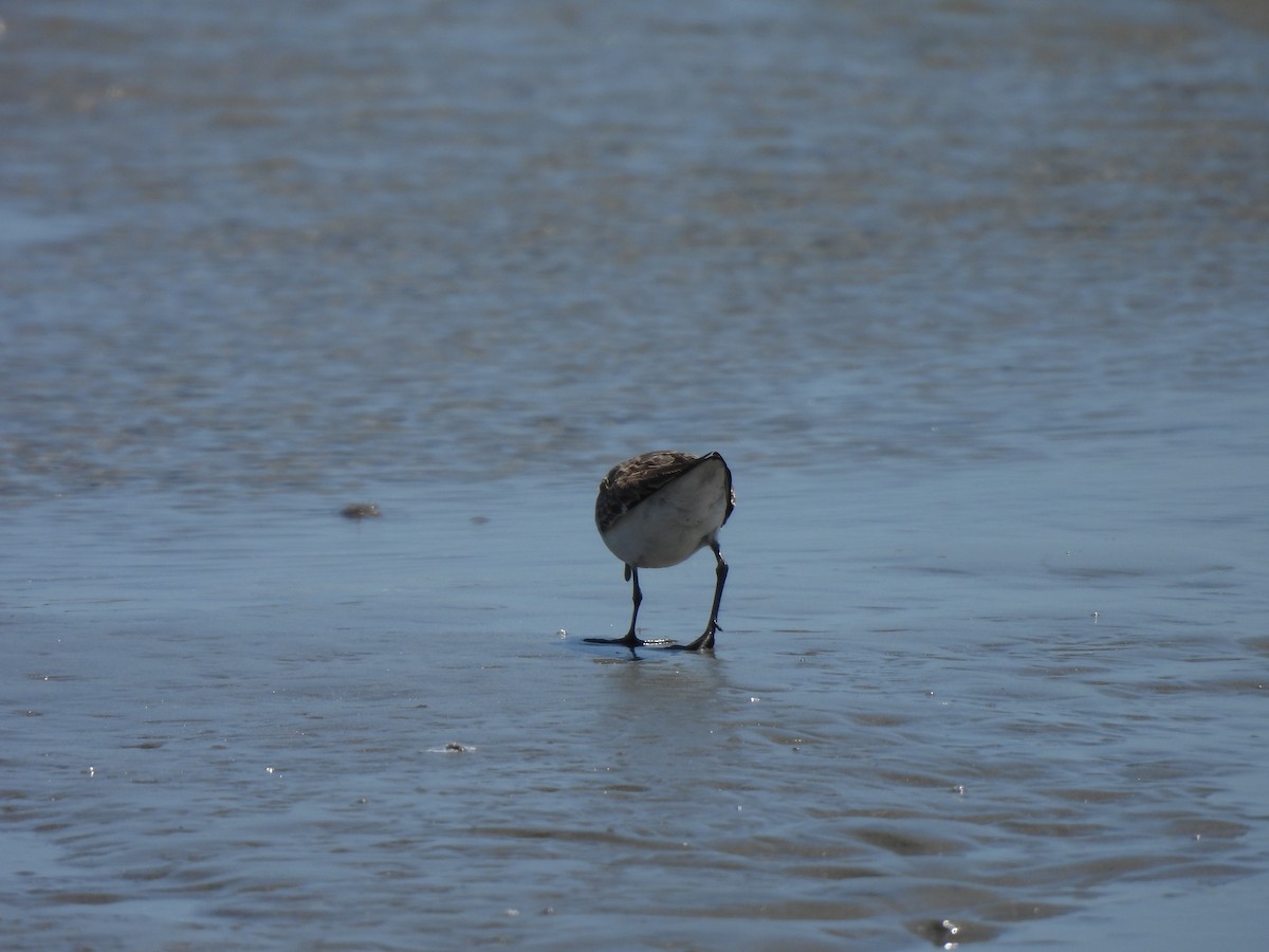 Semipalmated Sandpiper - ML646543982