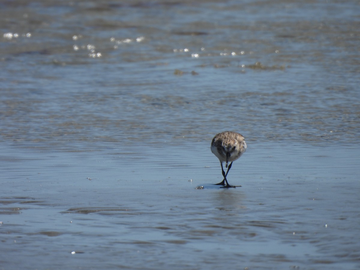 Semipalmated Sandpiper - ML646543983