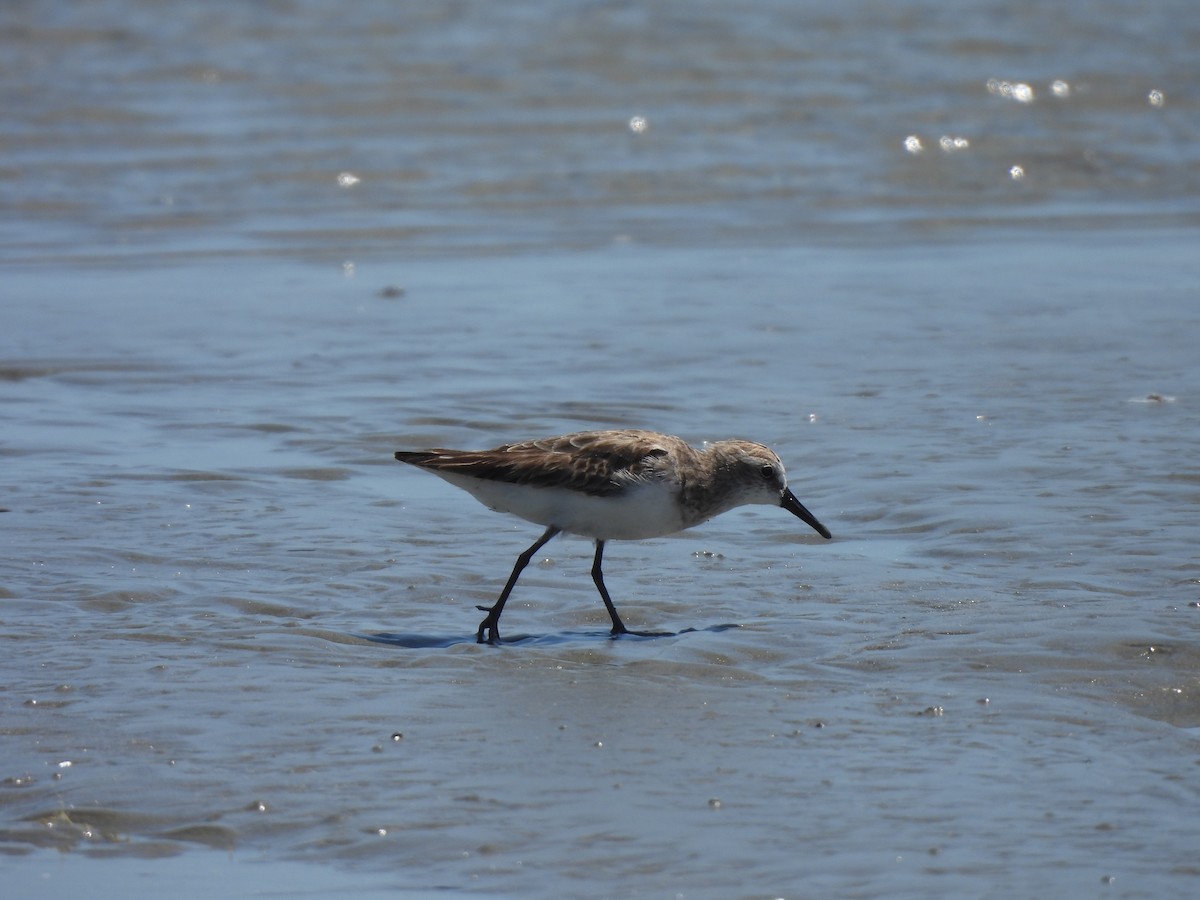 Semipalmated Sandpiper - ML646543984