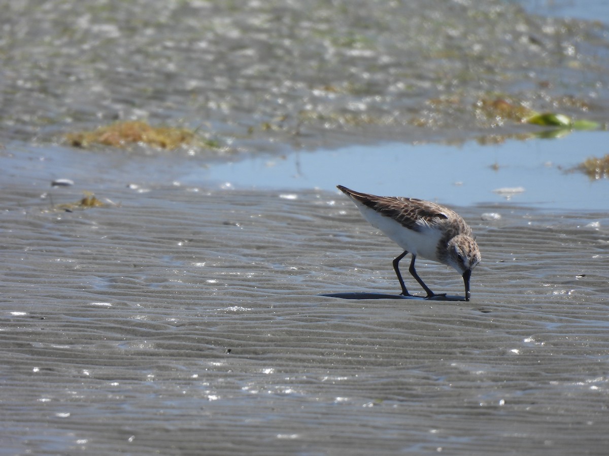 Semipalmated Sandpiper - ML646543985