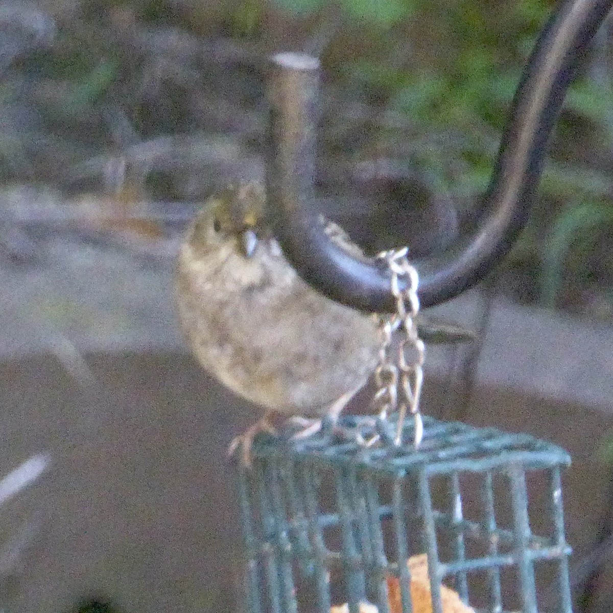 Chingolo Coronidorado - ML646543986