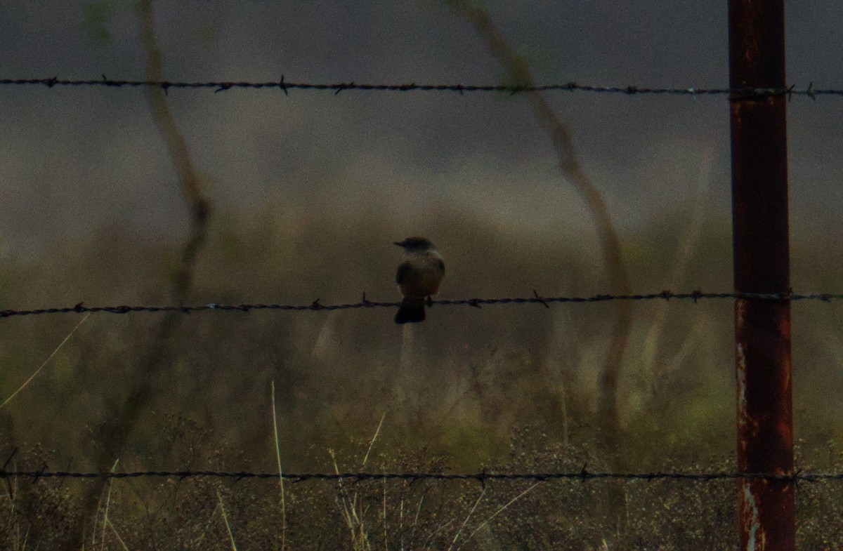 Say's Phoebe - ML646543993