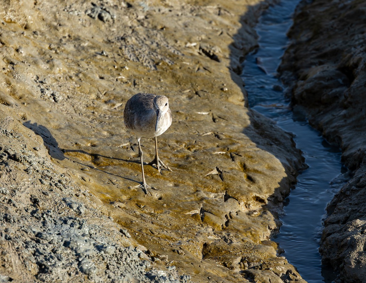 בבואן קרום-אצבעות (מזרחי) - ML646543997