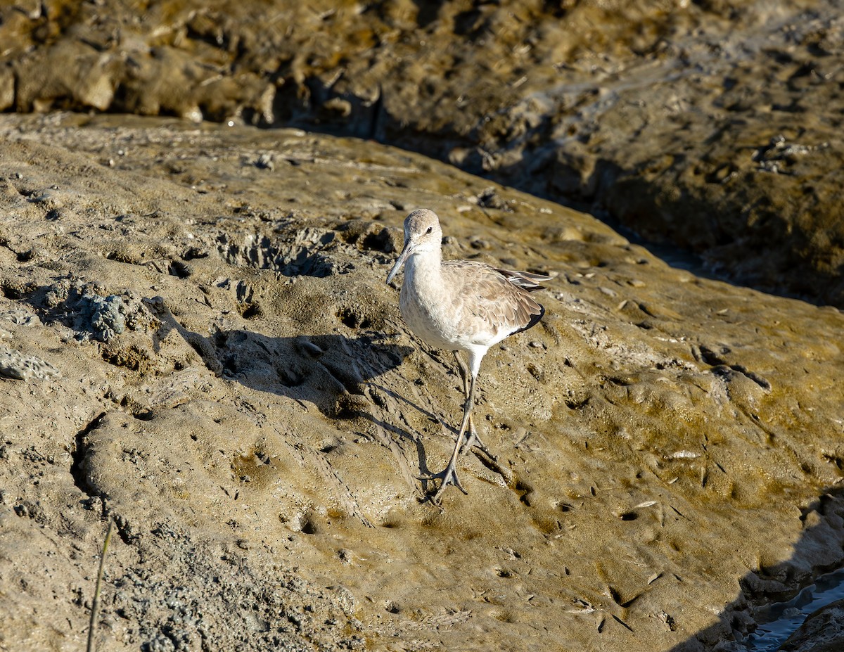 בבואן קרום-אצבעות (מזרחי) - ML646543998