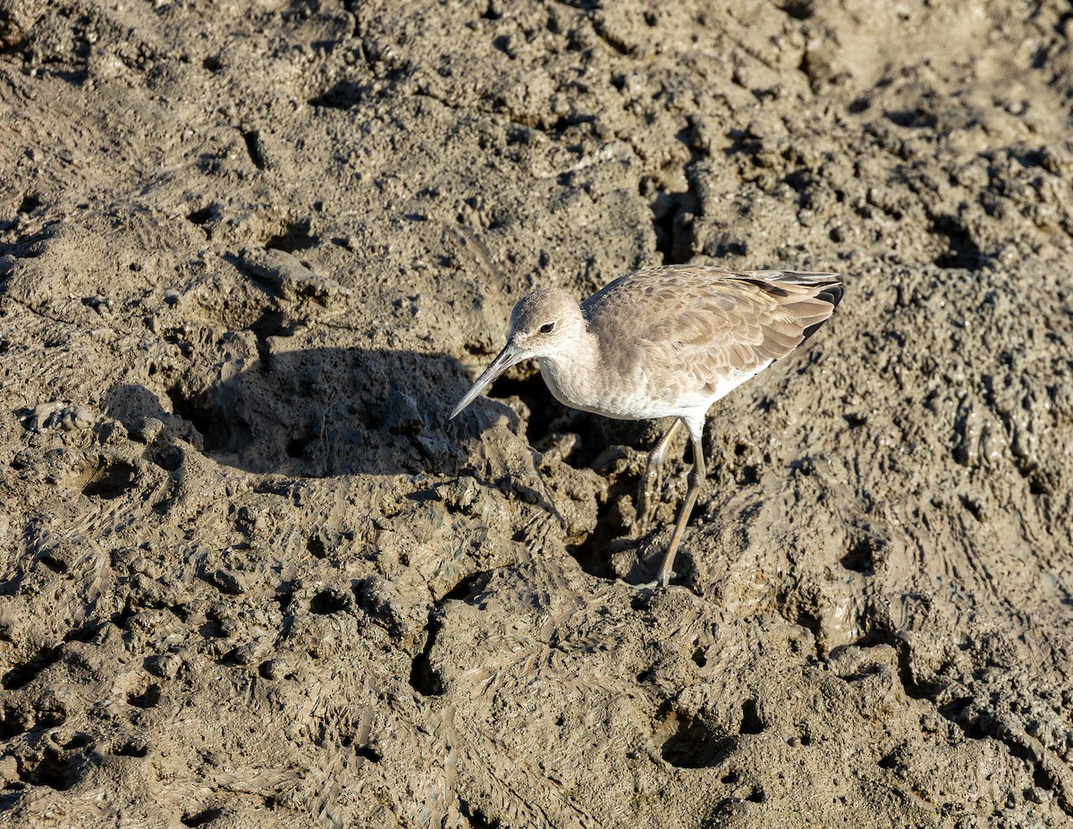 בבואן קרום-אצבעות (מזרחי) - ML646543999