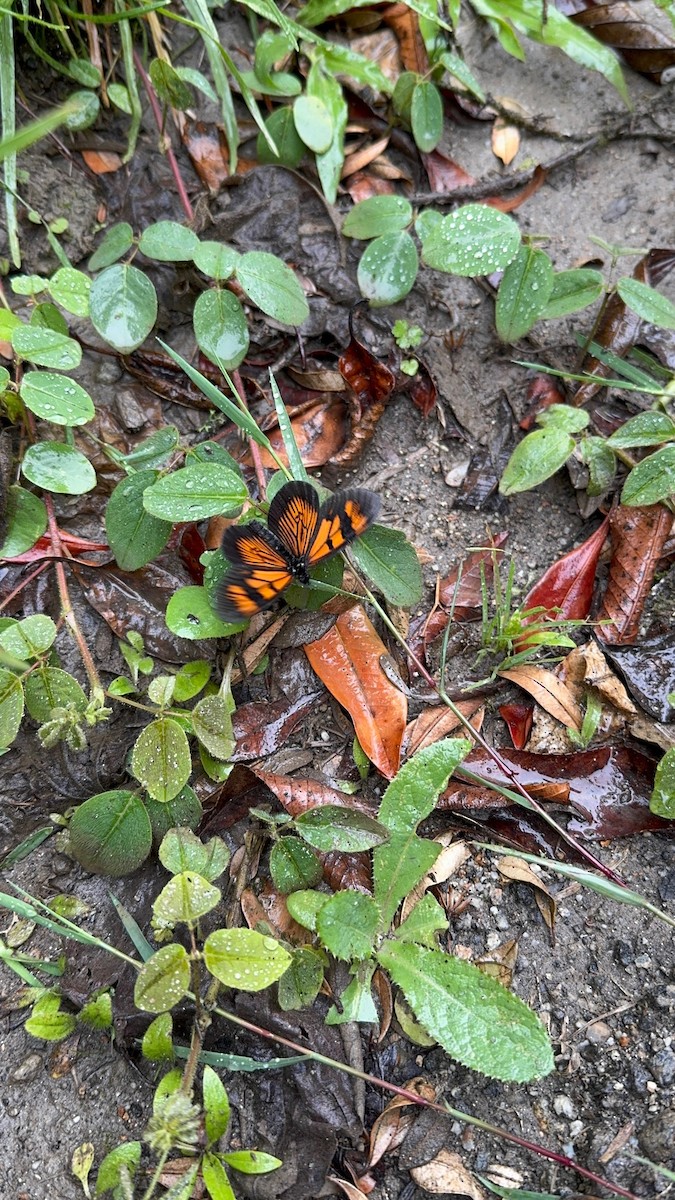 動物界 - ML646544001