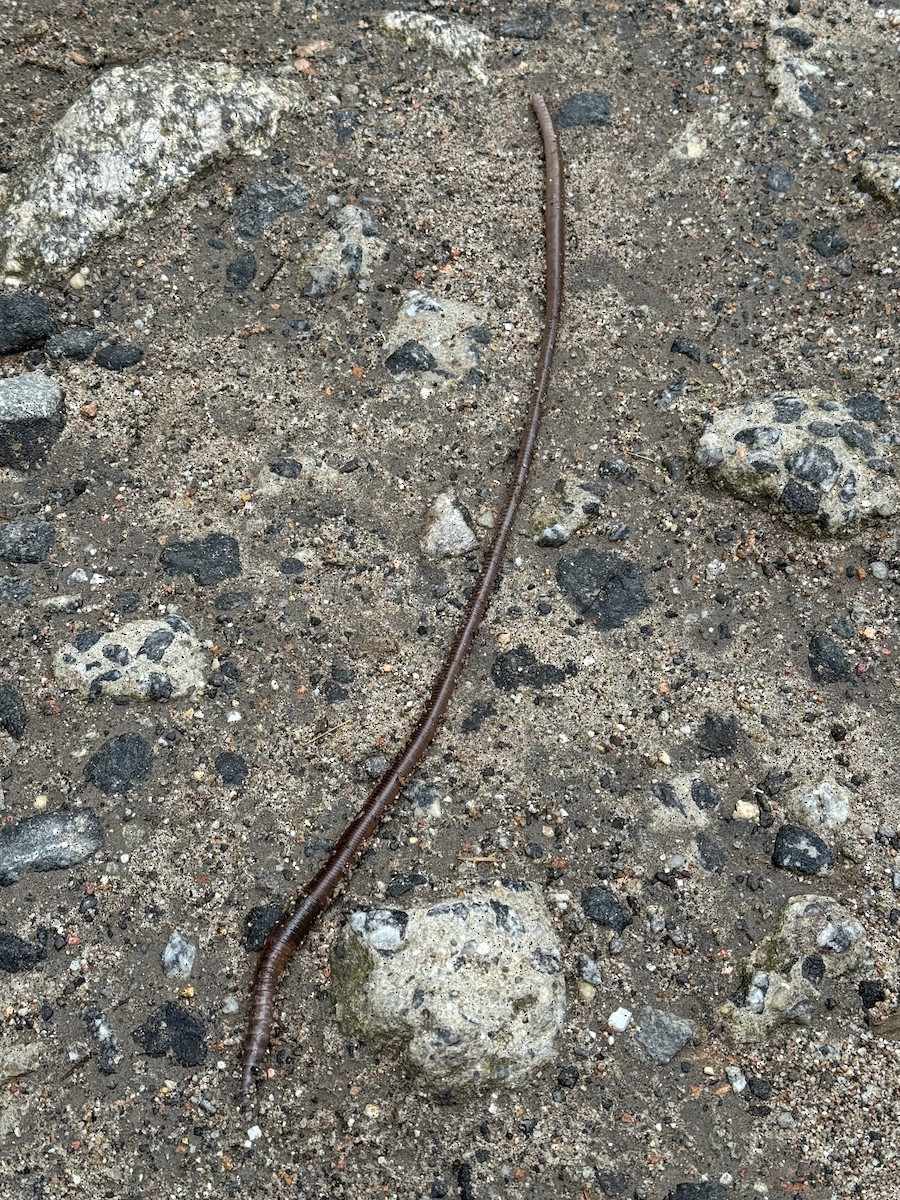 動物界 - ML646544002