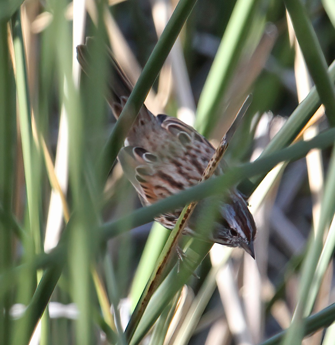 Пасовка співоча - ML646544003
