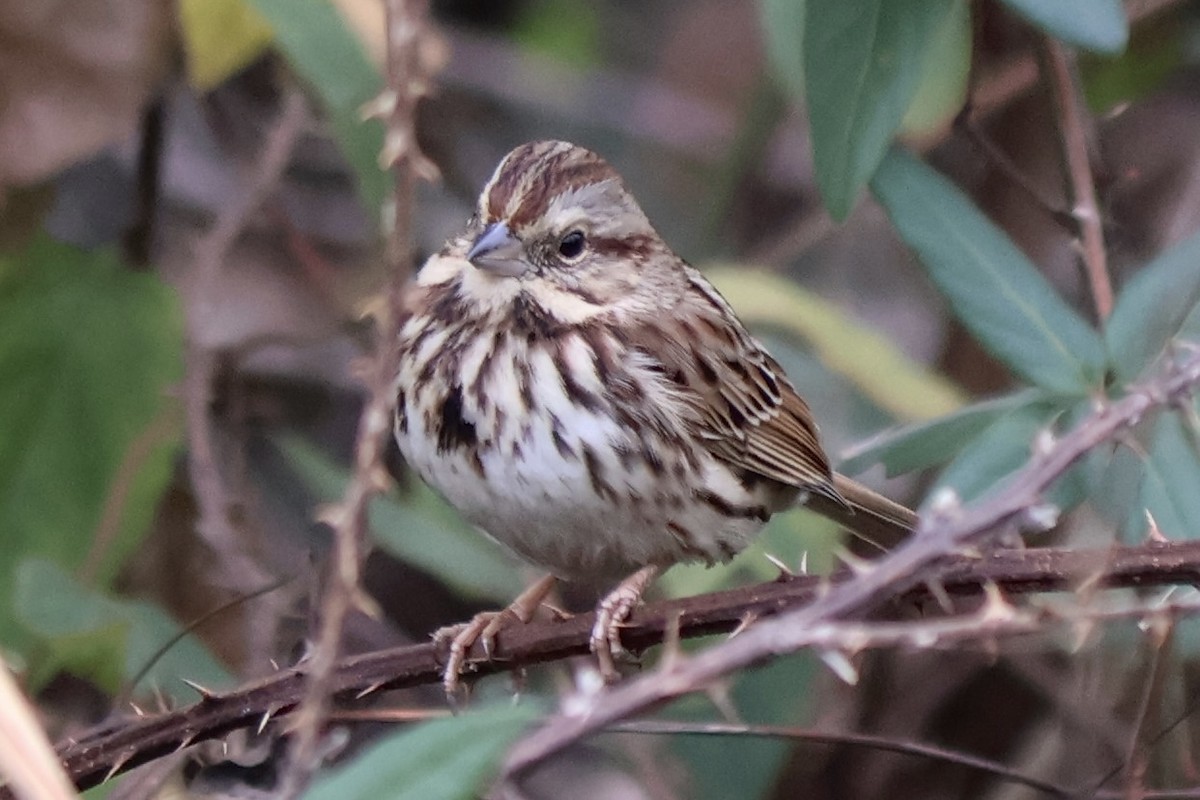 Song Sparrow - ML646544004
