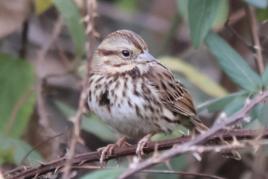 Song Sparrow - ML646544005
