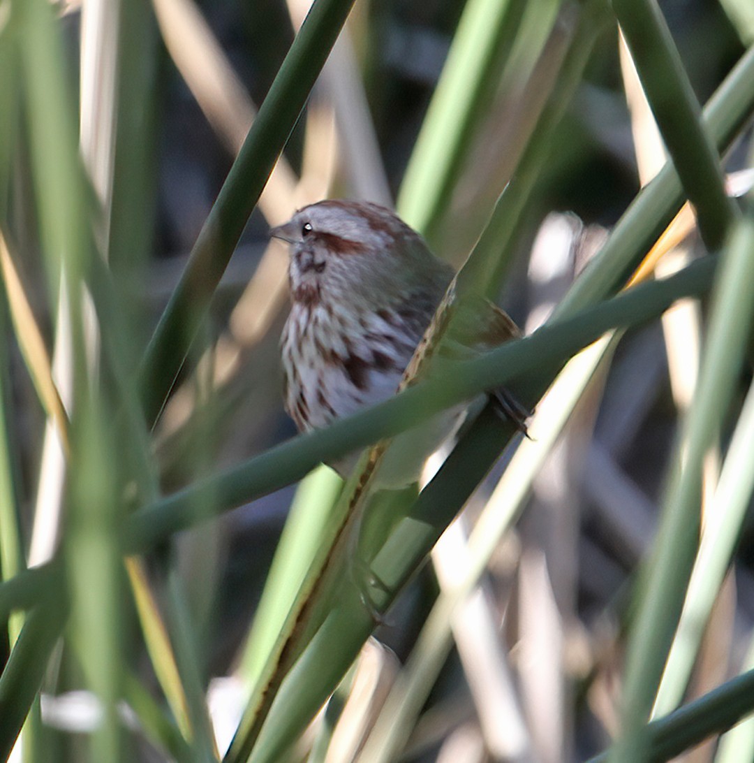 Пасовка співоча - ML646544007