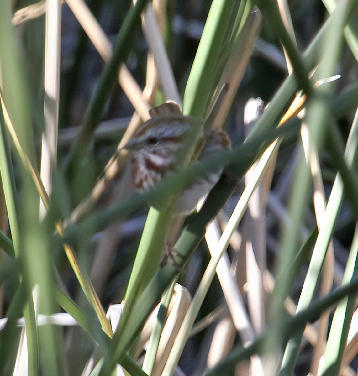 Пасовка співоча - ML646544008