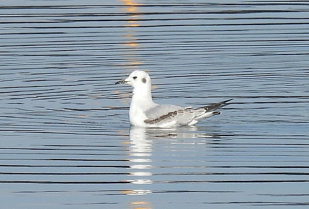 Bonaparte's Gull - ML646544009