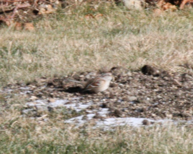 American Tree Sparrow - ML646544012