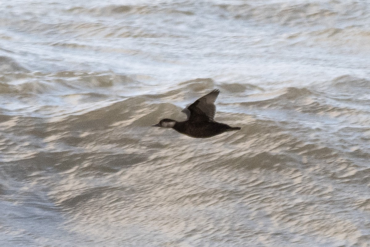 amerikasvartand - ML646544015