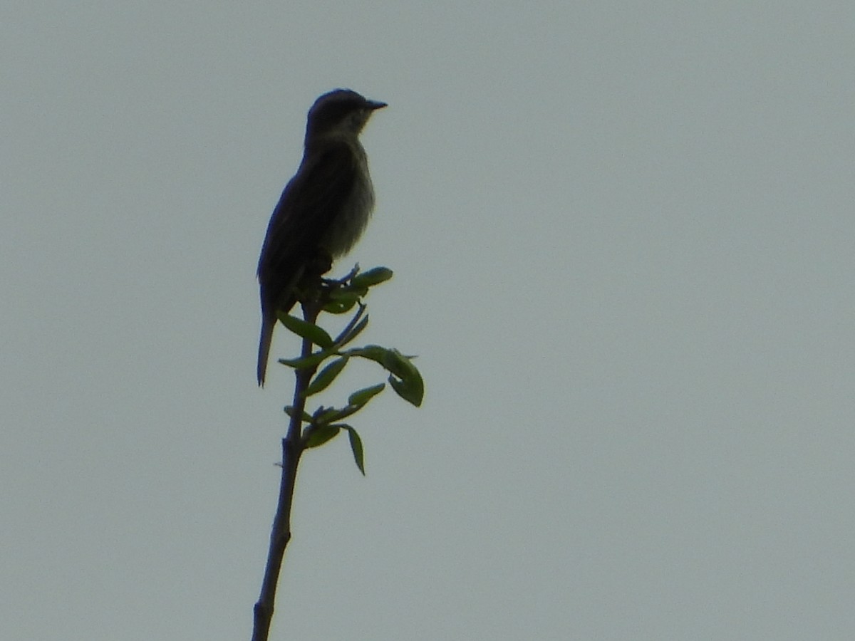 Piratic Flycatcher - ML646544017